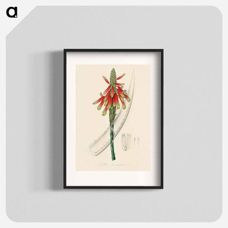 アートポスター-Aloe socotrina
 - 薬用植物学 Poster.