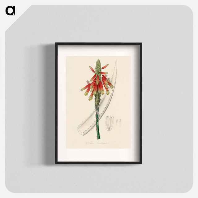 アートポスター-Aloe socotrina
 - 薬用植物学 Poster.