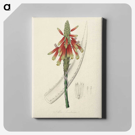1-82_Medical-Botany_canvas