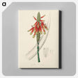 アートパネル-Aloe socotrina
 - 薬用植物学 Canvas.