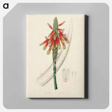 アートパネル-Aloe socotrina
 - 薬用植物学 Canvas.