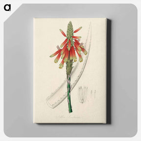 アートパネル-Aloe socotrina
 - 薬用植物学 Canvas.