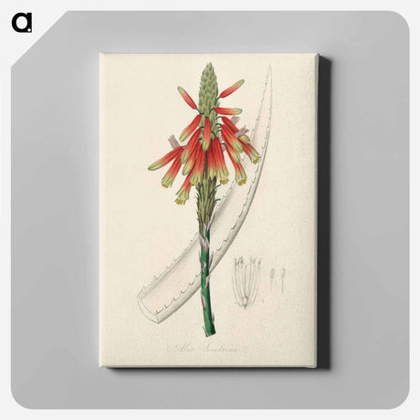アートパネル-Aloe socotrina
 - 薬用植物学 Canvas.