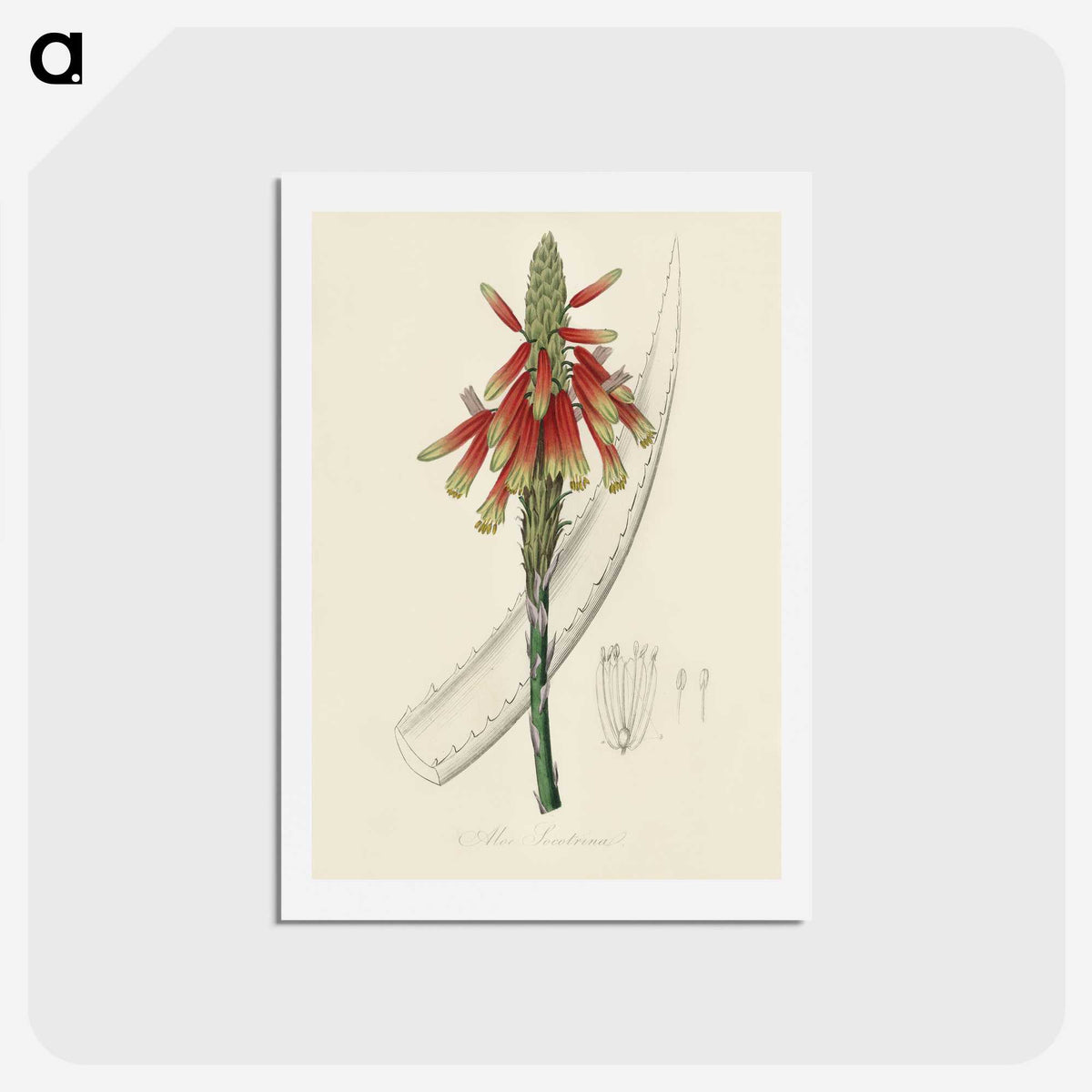 1-82_Medical-Botany_hagaki