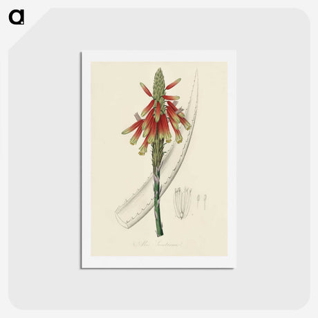 1-82_Medical-Botany_hagaki
