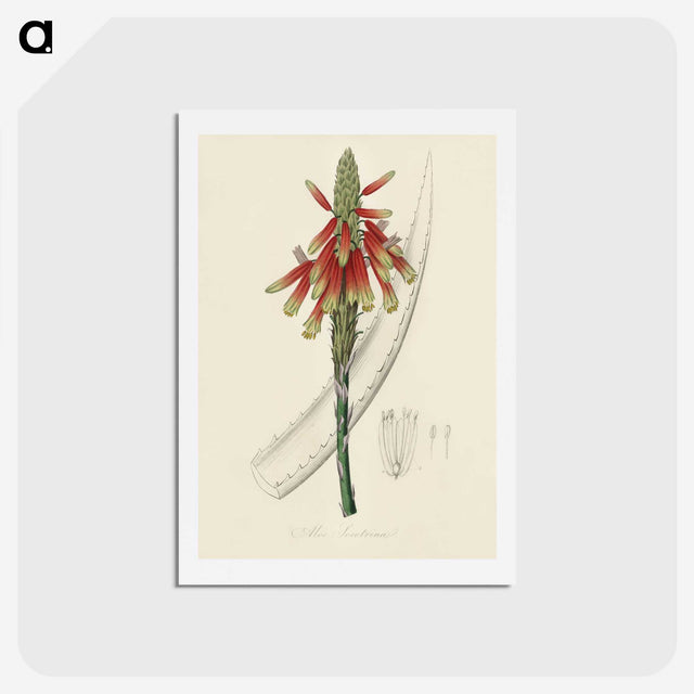 1-82_Medical-Botany_hagaki