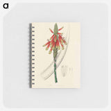 アートメモ帳-Aloe socotrina
 - 薬用植物学 Memo.