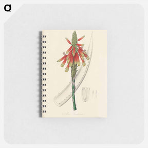 アートメモ帳-Aloe socotrina
 - 薬用植物学 Memo.