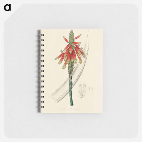 アートメモ帳-Aloe socotrina
 - 薬用植物学 Memo.