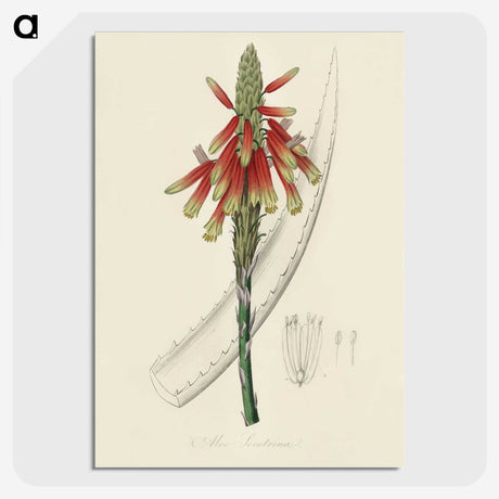 1-82_Medical-Botany_picture-crop