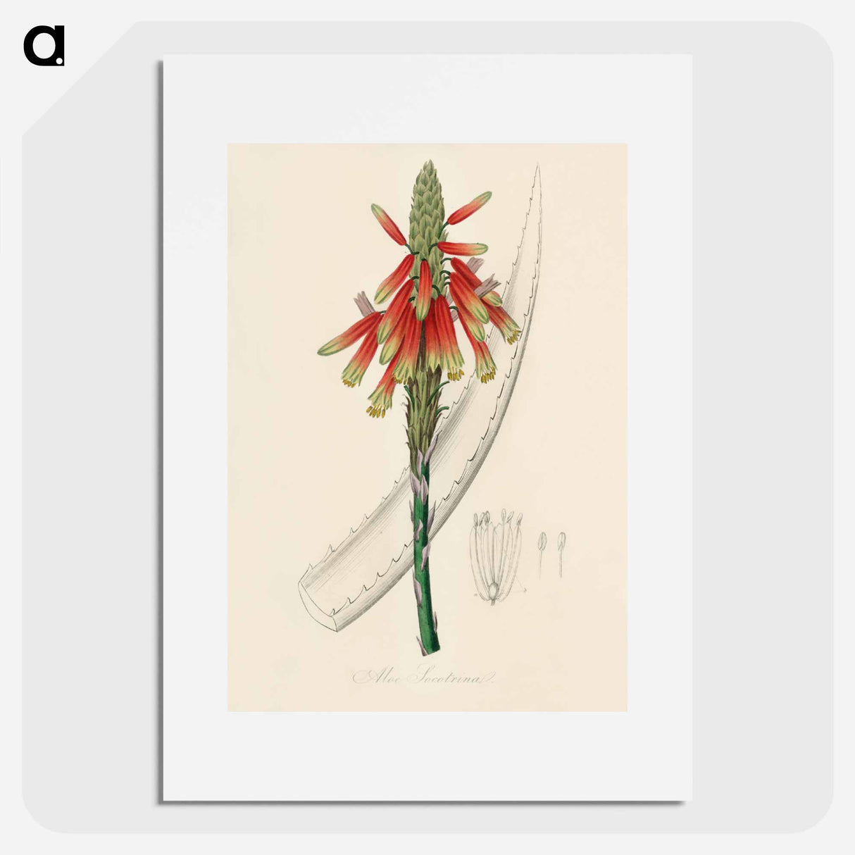 アートポスター-Aloe socotrina
 - 薬用植物学 Poster.