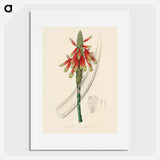 アートポスター-Aloe socotrina
 - 薬用植物学 Poster.