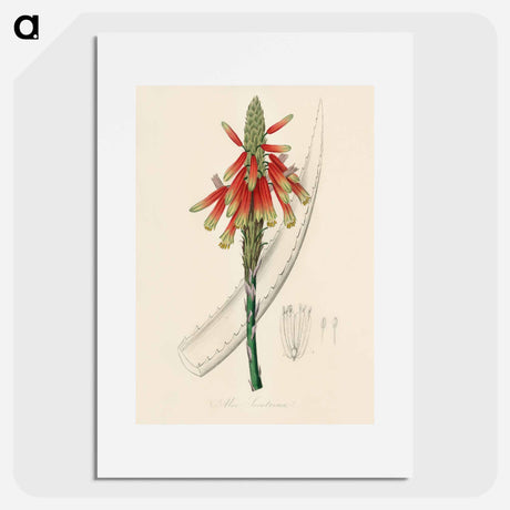 アートポスター-Aloe socotrina
 - 薬用植物学 Poster.