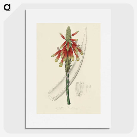 1-82_Medical-Botany_picture