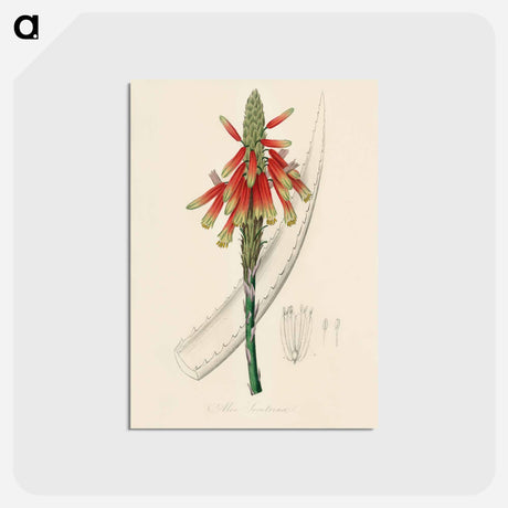 アートポストカード-Aloe socotrina
 - 薬用植物学 Postcard.