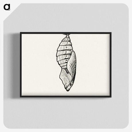1-82_Moths-and-Butterflies-of-the-United-States_blk-crop