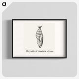 1-82_Moths-and-Butterflies-of-the-United-States_blk