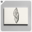 1-82_Moths-and-Butterflies-of-the-United-States_canvas