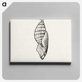 1-82_Moths-and-Butterflies-of-the-United-States_canvas