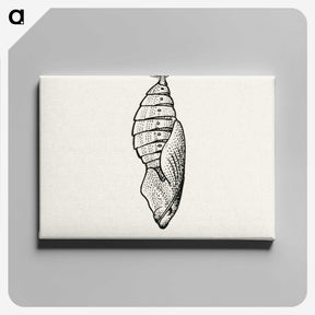 1-82_Moths-and-Butterflies-of-the-United-States_canvas