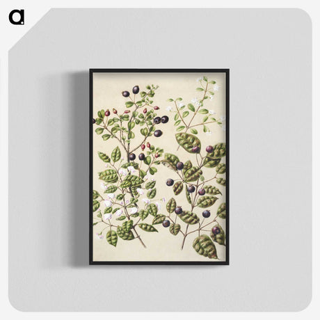 1-82_Native-Flowering-Plants-of-New-Zealand_blk-crop