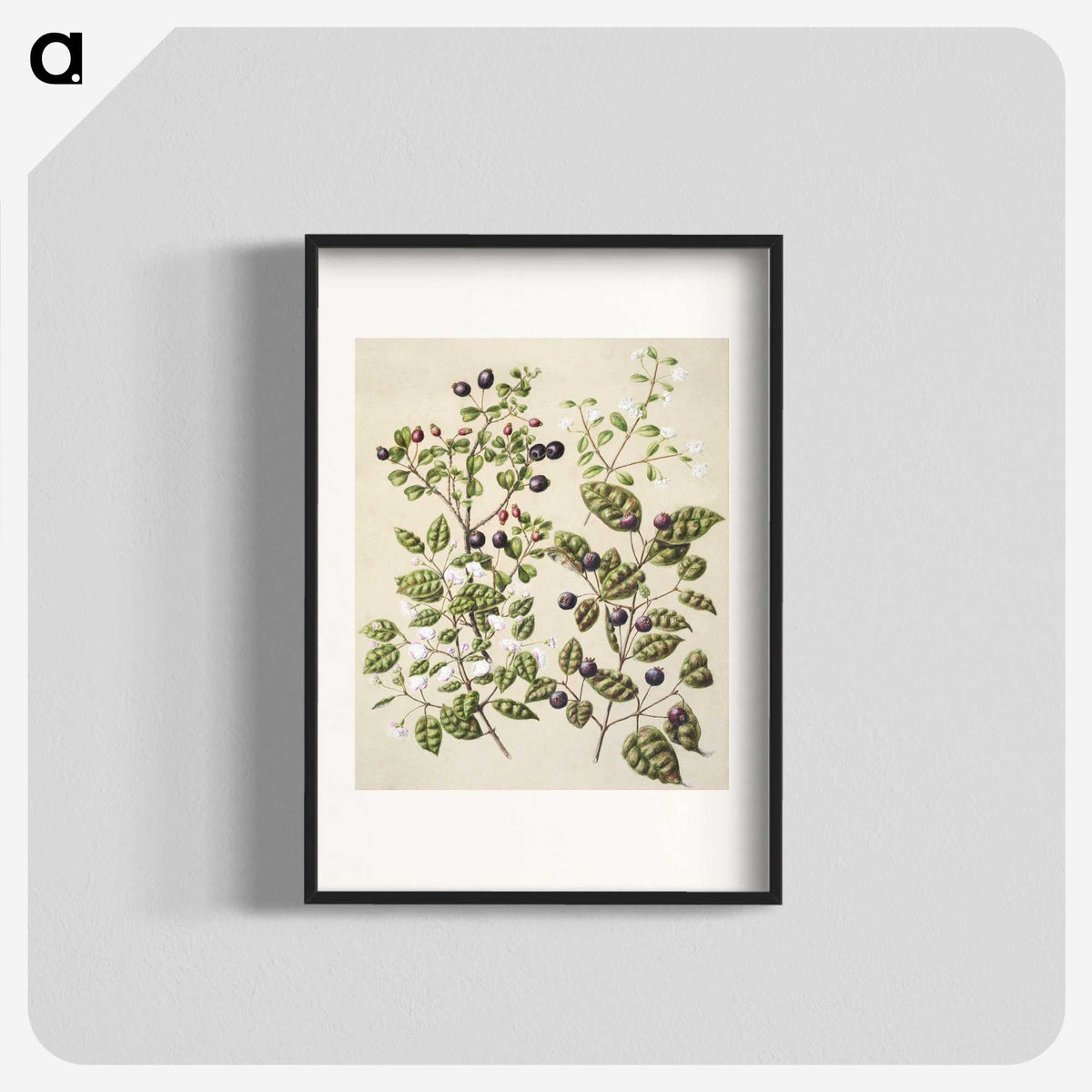 1-82_Native-Flowering-Plants-of-New-Zealand_blk