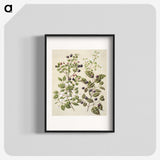 1-82_Native-Flowering-Plants-of-New-Zealand_blk