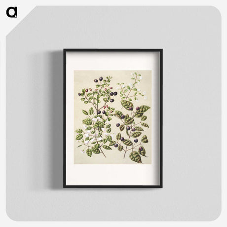 1-82_Native-Flowering-Plants-of-New-Zealand_blk