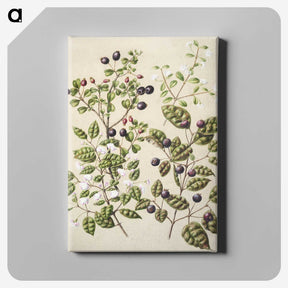 1-82_Native-Flowering-Plants-of-New-Zealand_canvas