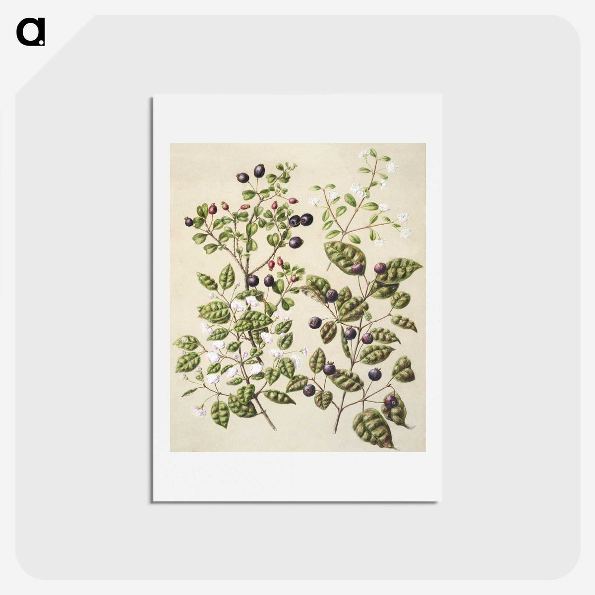 1-82_Native-Flowering-Plants-of-New-Zealand_hagaki
