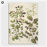 1-82_Native-Flowering-Plants-of-New-Zealand_picture-crop