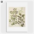 1-82_Native-Flowering-Plants-of-New-Zealand_picture