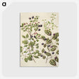 1-82_Native-Flowering-Plants-of-New-Zealand_postcard