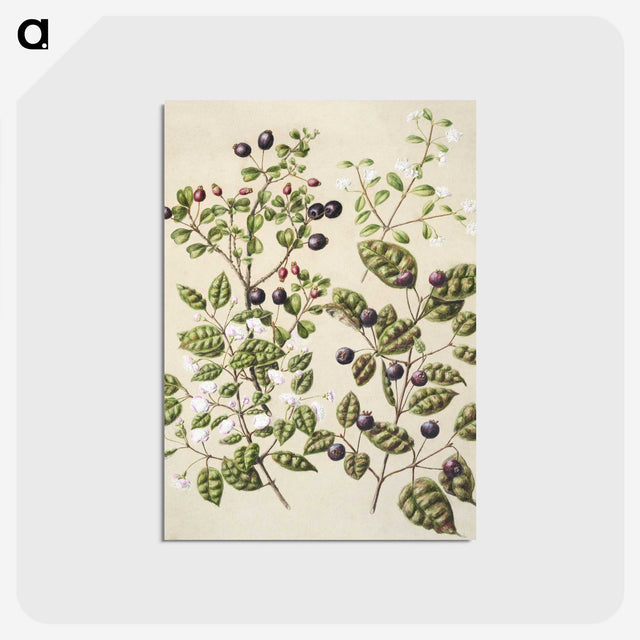 1-82_Native-Flowering-Plants-of-New-Zealand_postcard