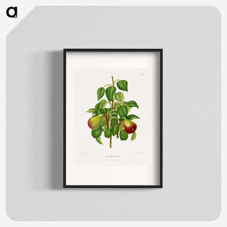 1-82_Nederlandsche-Flora-en-Pomona_blk