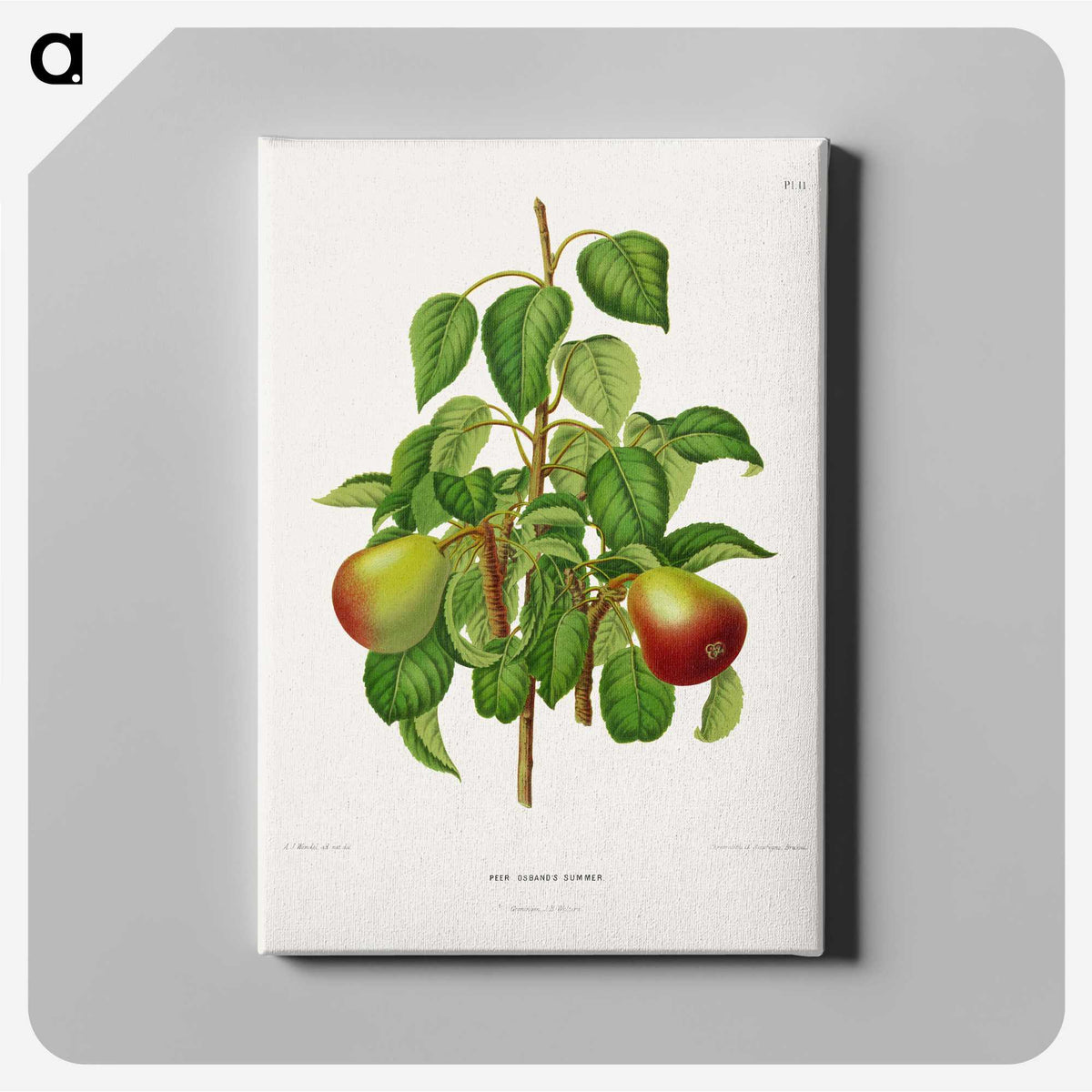 1-82_Nederlandsche-Flora-en-Pomona_canvas