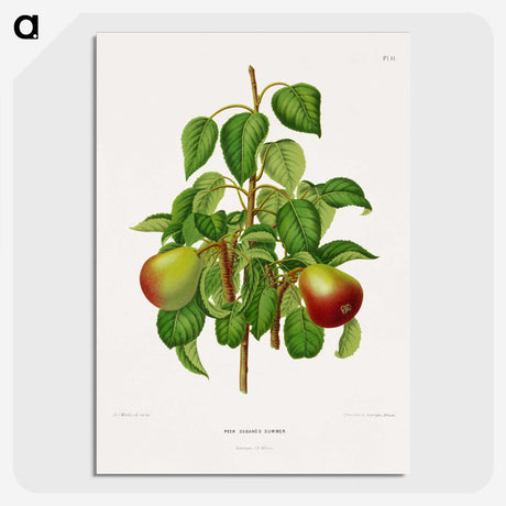 1-82_Nederlandsche-Flora-en-Pomona_picture-crop