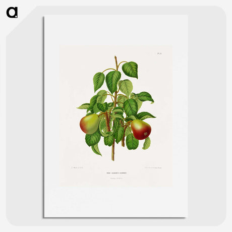 1-82_Nederlandsche-Flora-en-Pomona_picture