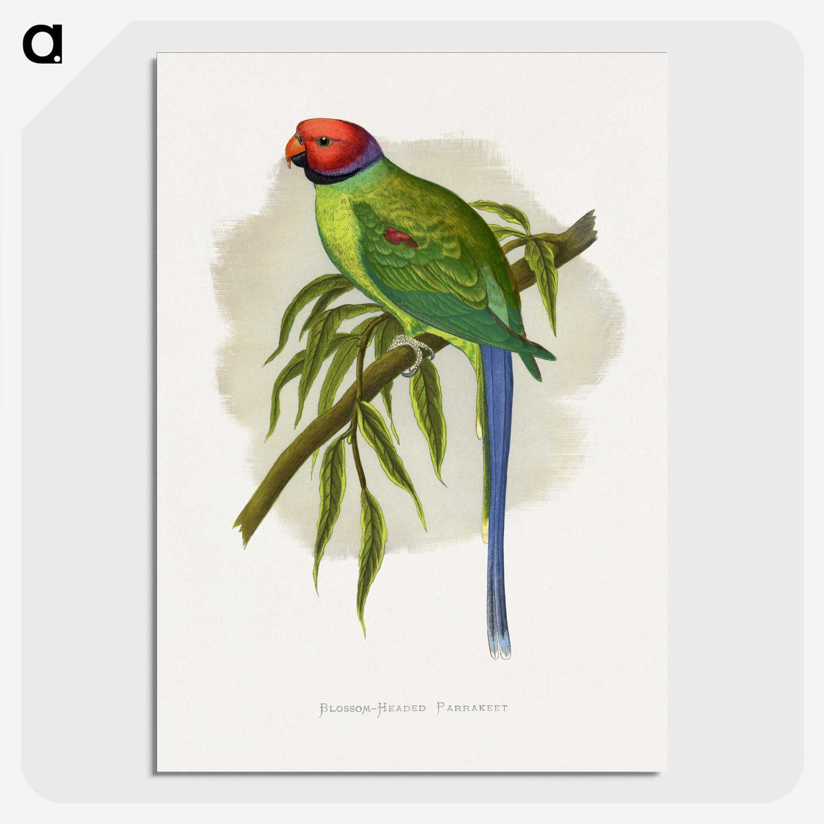 1-82_Parrots-in-Captivity_picture-crop
