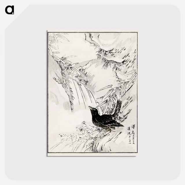 アートポストカード-Eastern Rook and Stream
 - 鳥類図鑑 Postcard.
