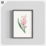 Pink Hyacinth - Pierre Joseph Redouté Poster.