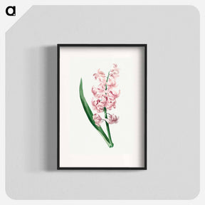 アートポスター-Pink Hyacinth - ピエール ジョゼフ ルドゥーテ Poster.