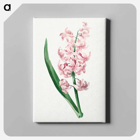 アートパネル-Pink Hyacinth - ピエール ジョゼフ ルドゥーテ Canvas.