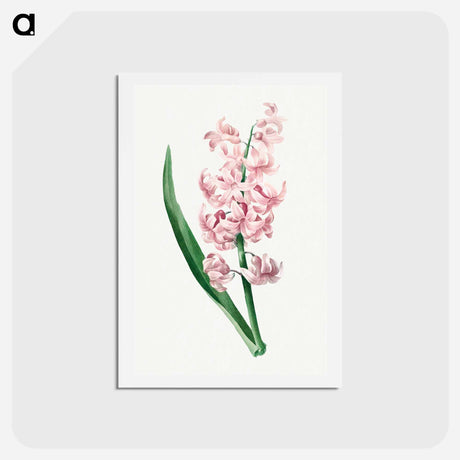 アートポストカード-Pink Hyacinth - ピエール ジョゼフ ルドゥーテ Postcard.