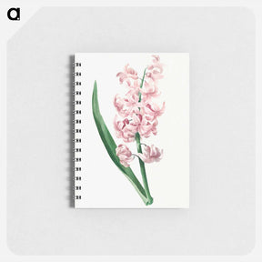 アートメモ帳-Pink Hyacinth - ピエール ジョゼフ ルドゥーテ Memo.