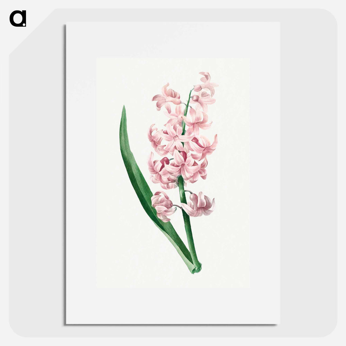 Pink Hyacinth - Pierre Joseph Redouté Poster.