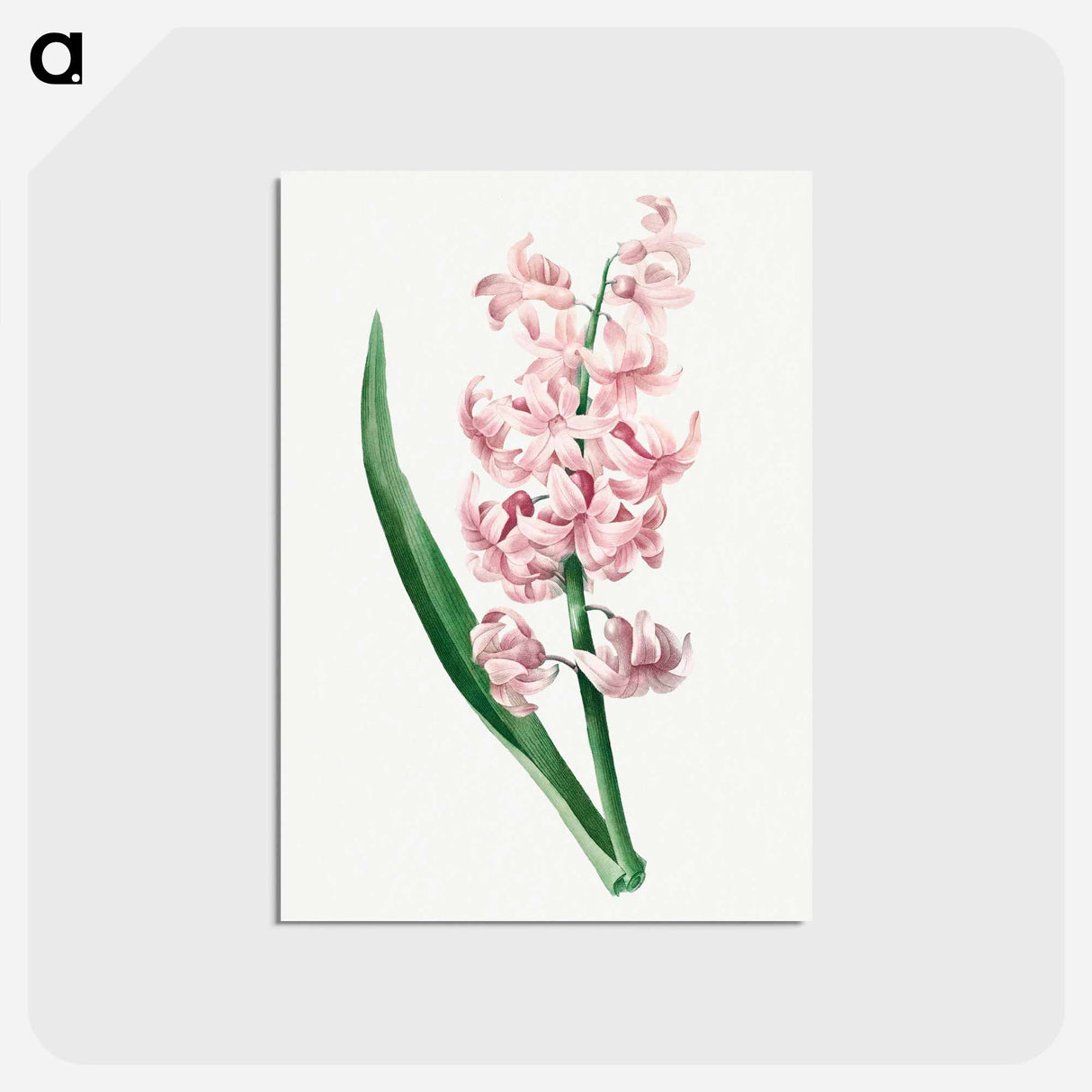 アートポストカード-Pink Hyacinth - ピエール ジョゼフ ルドゥーテ Postcard.
