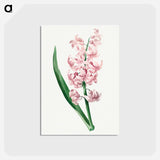 アートポストカード-Pink Hyacinth - ピエール ジョゼフ ルドゥーテ Postcard.
