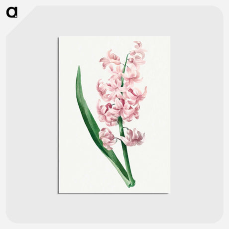 アートポストカード-Pink Hyacinth - ピエール ジョゼフ ルドゥーテ Postcard.