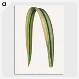 1-82_Plants-with-Colored-Foliage_picture-crop
